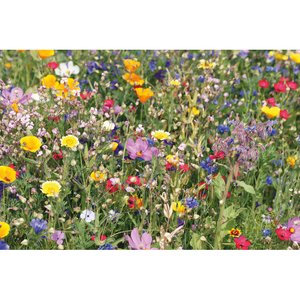 Mix flowerseeds disc