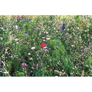 Flowers mix seeds in envelope — SEEDLOPEBEE