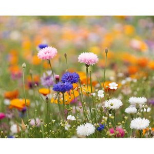 A4 wildflower seed paper sheet